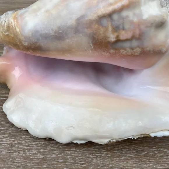 Large Conch Seashell - Picture 8 of 11